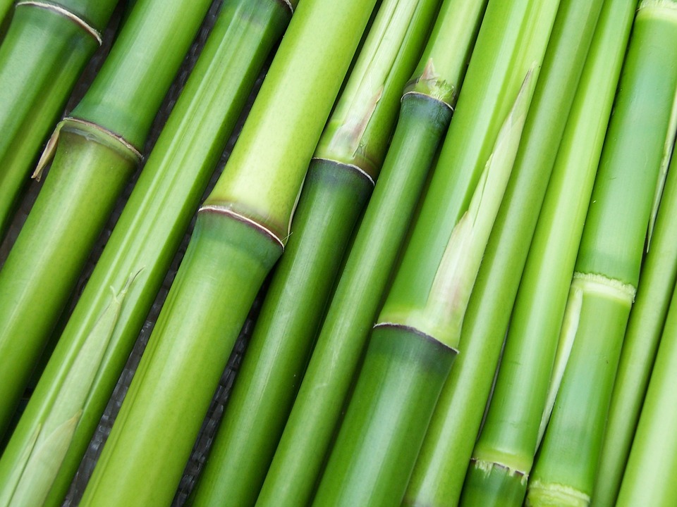 Bamboo, Poor Man’s Timber or a Treasure Trove for Sustainable Construction?